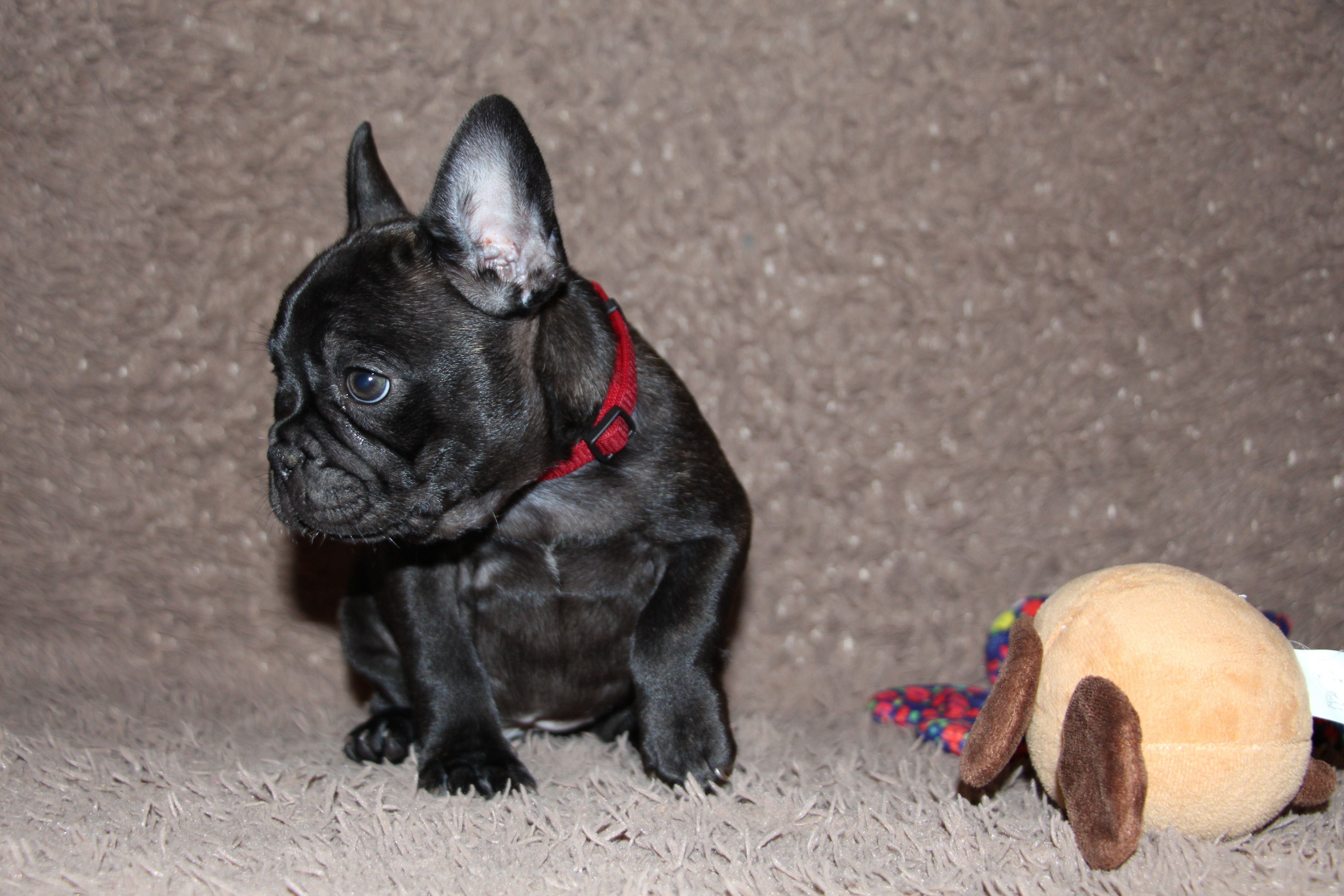 <svg class='red'></svg> <b>Mini Minnie</b> <svg class='red'></svg>